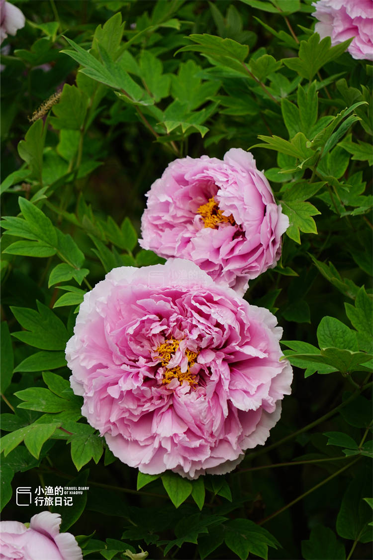 开云下载-河南牡丹成功赢得陕西古城的简单介绍